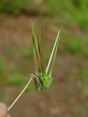 Frutas do cicutarium de Erodium