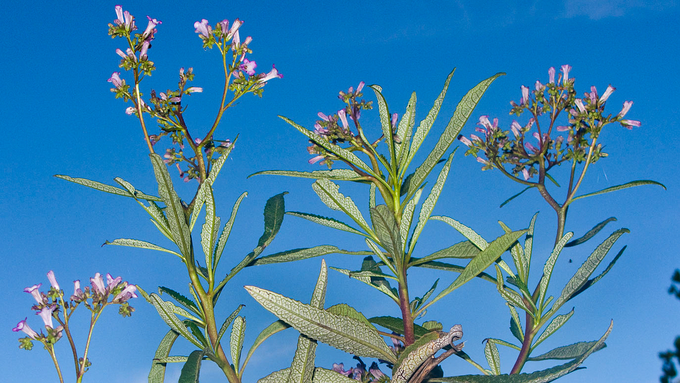 yerba santa