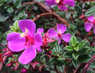 Thousand Roses flower