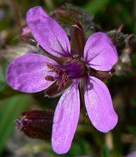 picture of a red-stemmed filaree flower
