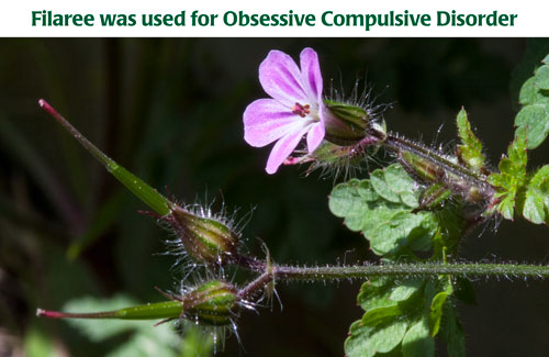 filaree