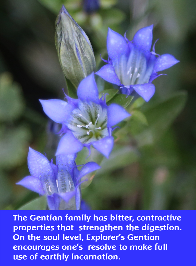 Explorers Gentian