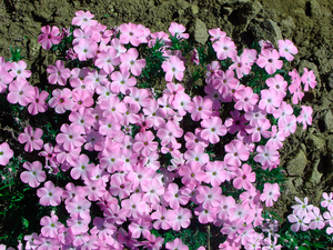 Spreading Phlox